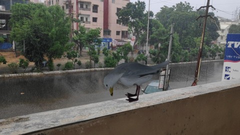 seagull