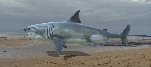 Floating Shark