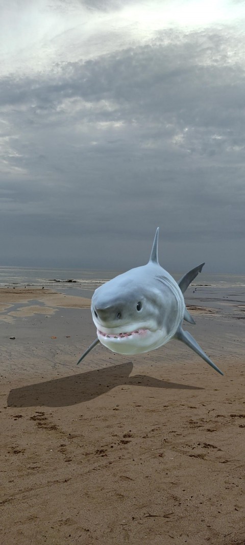 Leaping Shark