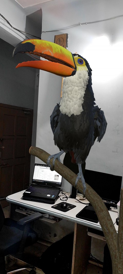 Toucan at work place ????