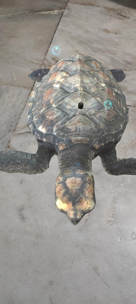 turtle swimming