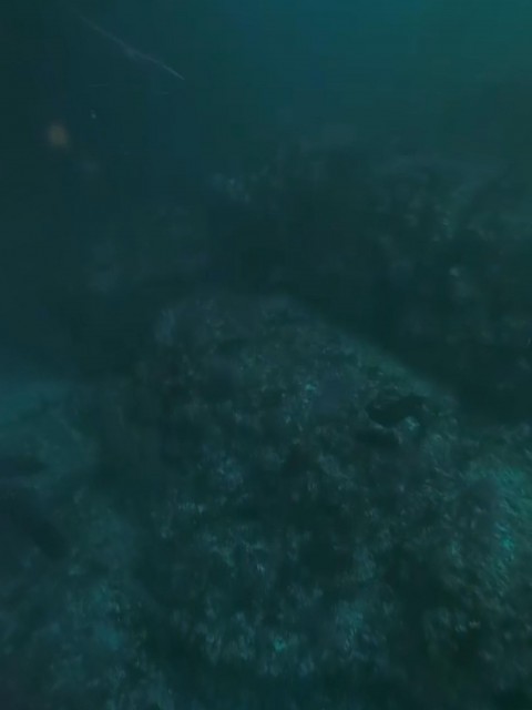 Whale vr