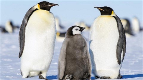 Know Your PENGUIN