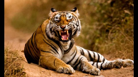 Tiger Resting