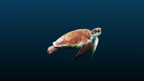 Loggerhead Turtle