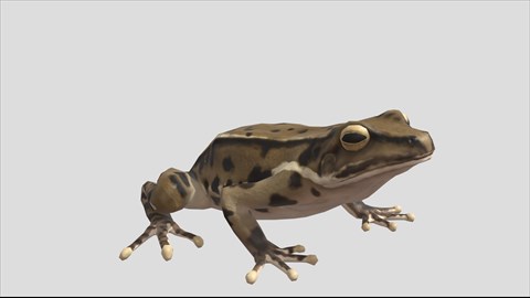 Animated Frog