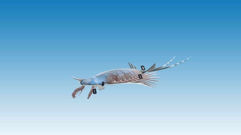Amplectubelua symbrachiata