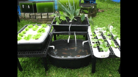Hydroponics | Aquaponics | Soilless Farming