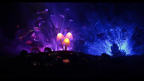 Mushroom Utopia