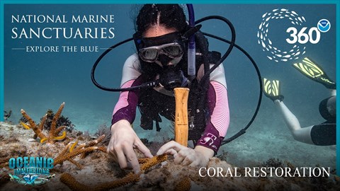 Coral Restoration | 50th Anniversary Edition AR Portal with 360° Experience | NOAA