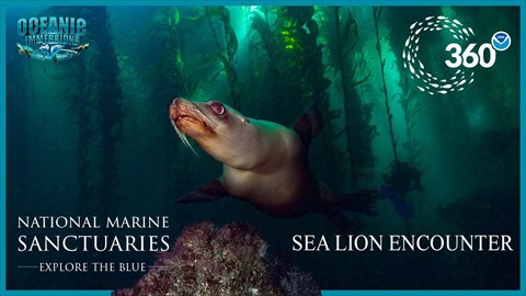Sea Lion Encounter | 50th Anniversary Edition AR Portal with 360° Experience | NOAA