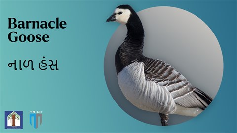 Barnacle Goose || Sri Sayajibaug Zoo || Vadodara