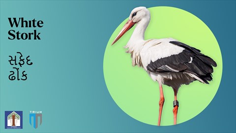 White Stork || Sri Sayajibaug Zoo || Vadodara