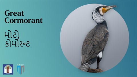 Great Cormorant || Sri Sayajibaug Zoo || Vadodara