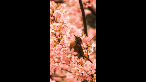 Bird and mobile