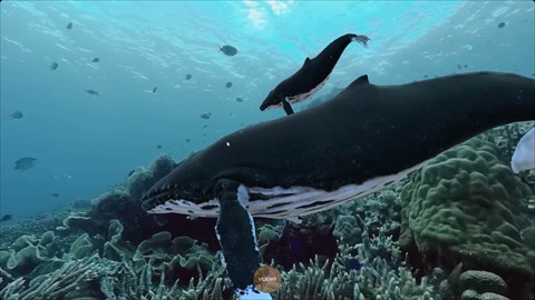 WHALE VIDEO IN FRAME